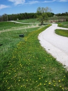 dandelions