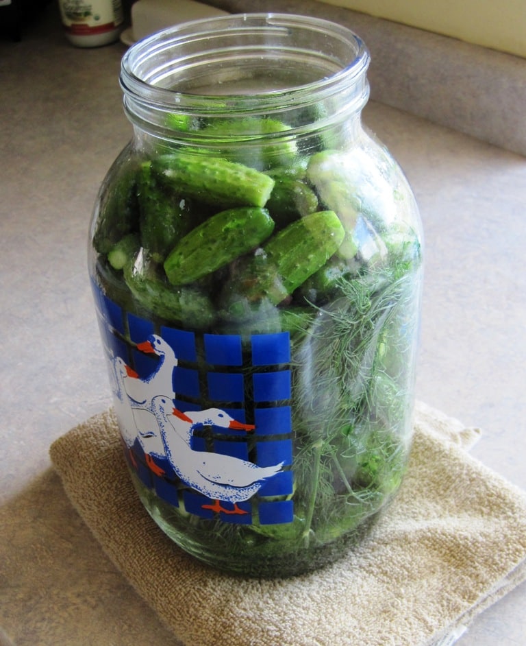 Easiest Ever, No Canning Required Dill Pickles