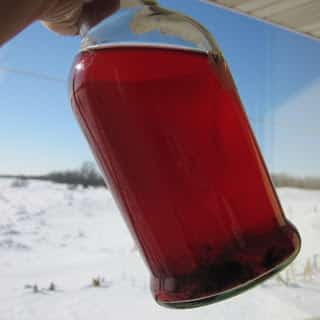 Kombucha Flavoring Ideas and Kombucha Questions Answered Kombucha Flavoring Ideas and Kombucha Questions Answered