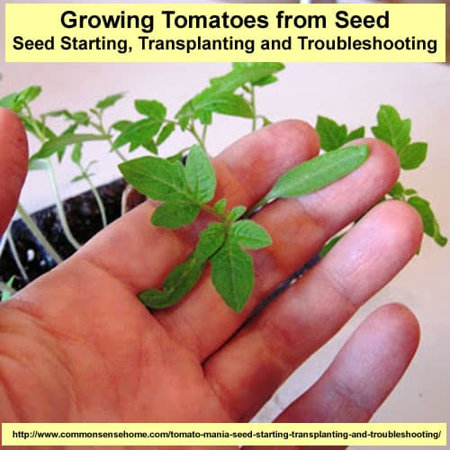 Tomato Mania - Seed Starting Basics, Transplanting and Troubleshooting Tomato Mania - Seed Starting Basics, Transplanting and Troubleshooting