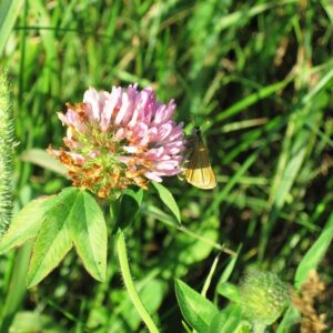 Clover - Weekly Weeder #4 Clover - Weekly Weeder #4