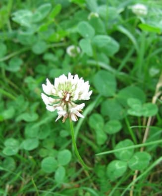 Clover - Weekly Weeder #4 Clover - Weekly Weeder #4