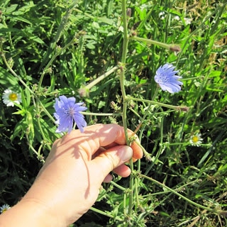 chickory 02