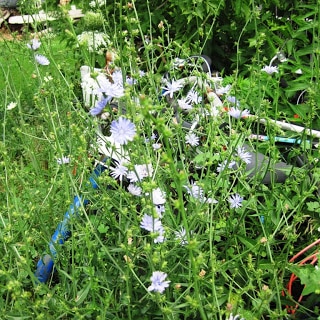 chicory 01