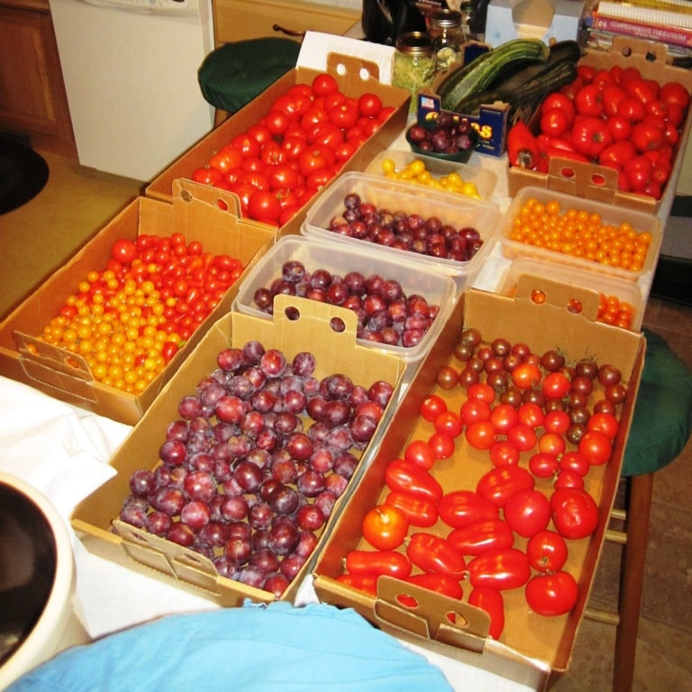 Fall 2011 Harvest Countertop filled with produce
