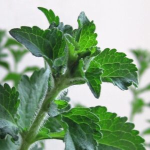 Herbal Recipes
