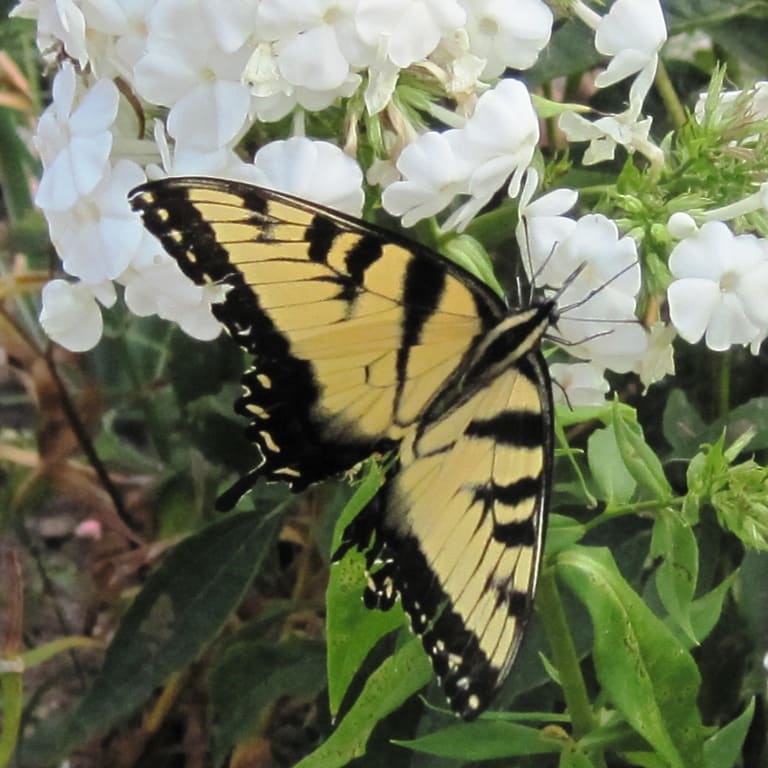 swallowtail 01 Swallowtail Butterfly in the Flower Garden