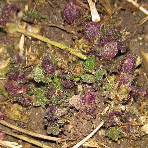 nettles baby nettles