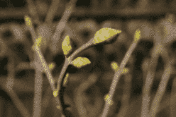 new spring buds signs of spring