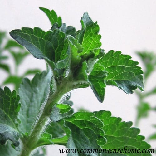 How to Grow Stevia and Make Homemade Stevia Extract @ Common Sense Homesteading How to Grow Stevia and Make Homemade Stevia Extract @ Common Sense Homesteading