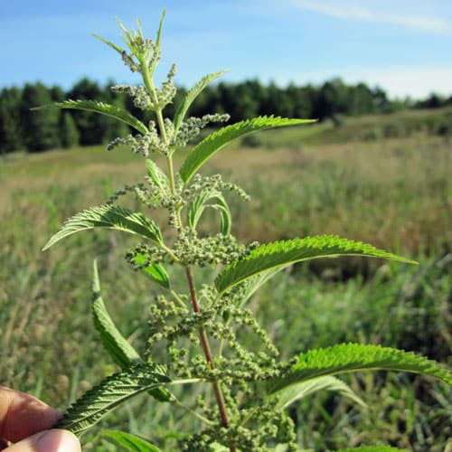 stinging-nettle Stinging nettle plant photo