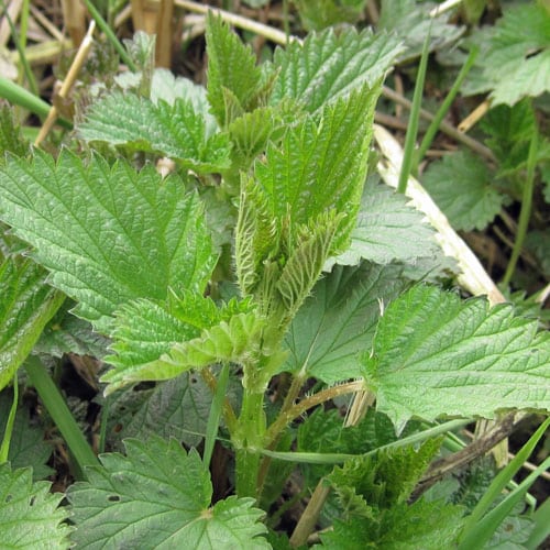 young-nettle-plant young nettle plant