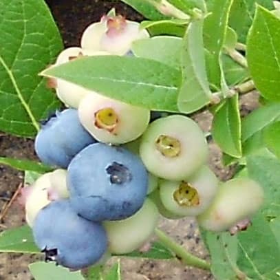 How to Grow Blueberries at Home - Growing the Superfruit @ Common Sense Homesteading How to Grow Blueberries at Home - Growing the Superfruit @ Common Sense Homesteading