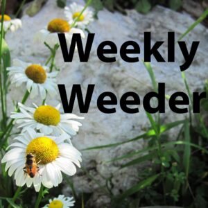 Weekly-Weeder - Oxeye daisy Oxeye Daisy