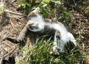catnip addict Catnip addict