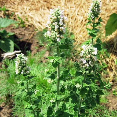 catnip-flowers Blooming catnip