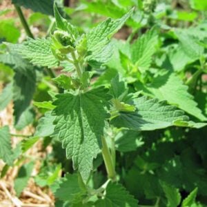 catnip-leaves catnip leaves