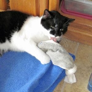 catnip-sock-01 catnip sock