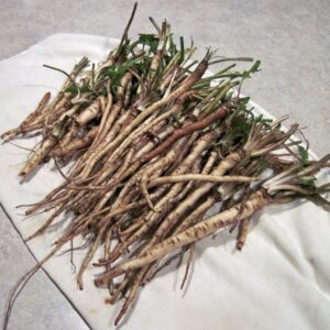 Dandelion roots