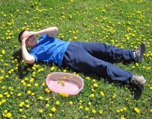 Soaking up the sun in a dandelion patch