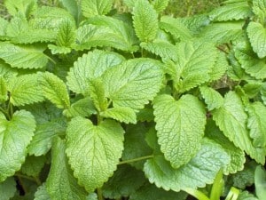 lemon balm Lemon balm for PMS