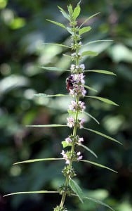 motherwort Motherwort for PMS
