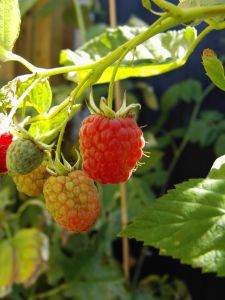 Herbal Remedies for PMS @ Common Sense Homsteading Herbal Remedies for PMS @ Common Sense Homsteading