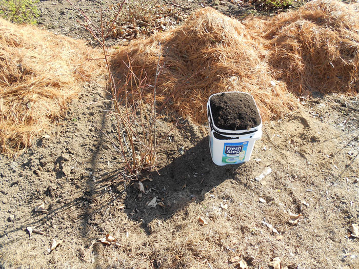 starting-blueberries spring soil amendments for blueberries