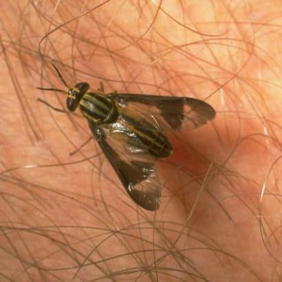 Use This Simple Trick to Keep Biting Flies Away from Your Head - Common Sense Homesteading