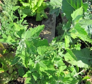 goosefoot Goosefoot