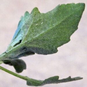 lamb's-quarter-leaf lambsquarter leaf