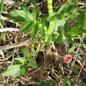 Winter Cress leaves