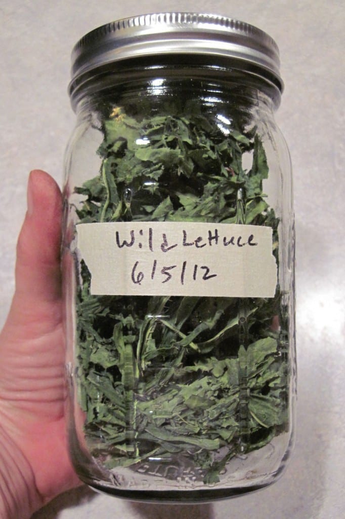dried-prickly-lettuce Dried Prickly Lettuce @ Common Sense Homesteading
