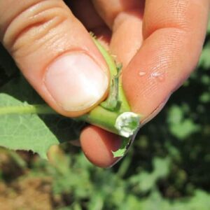 prickly-lettuce-sap Prickly wild lettuce sap @ Common Sense Homesteading