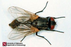 Non-toxic insect control @ Common Sense Homesteading Non-toxic insect control