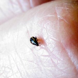 Flea Beetle @ Common Sense Homesteading Flea Beetle @ Common Sense Homesteading
