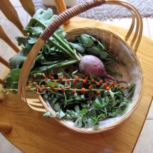 harvesting weeds for lunch harvesting weeds for lunch
