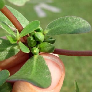 purslane bud
