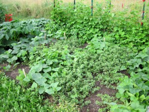 purslane ground cover in the cucumber patch