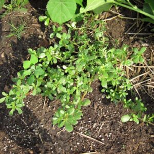 purslane plant