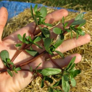 purslane red stem