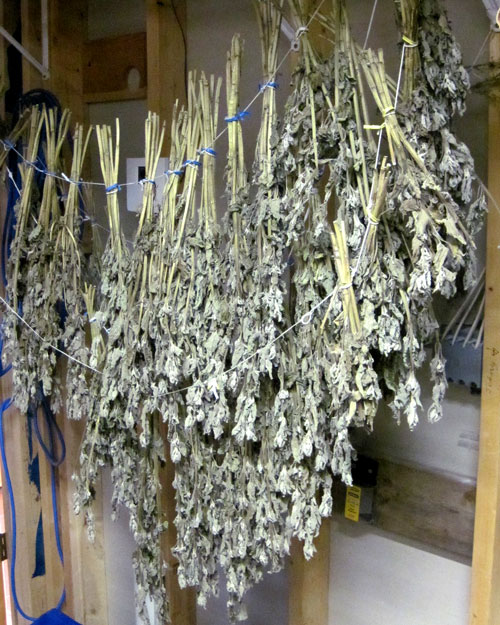Drying bundled herbs