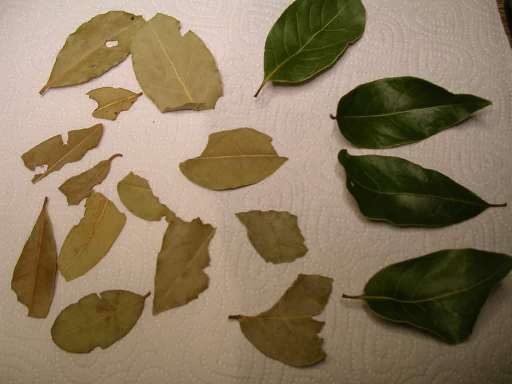 Bay Leaf—Weekly Weeder 39 Common Sense Homesteading