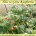 How to Grow Raspberries