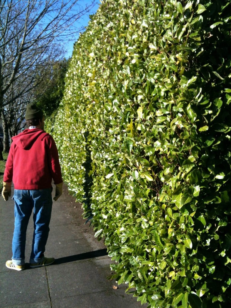 laurel hedge Laurel hedge