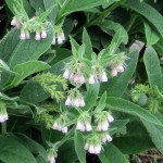 Comfrey - Weekly Weeder #40