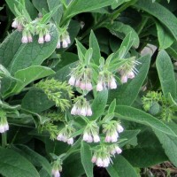 Comfrey - Weekly Weeder #40