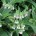Comfrey - Weekly Weeder #40