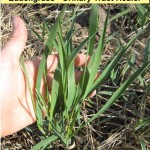 Quackgrass - Weekly Weeder #41