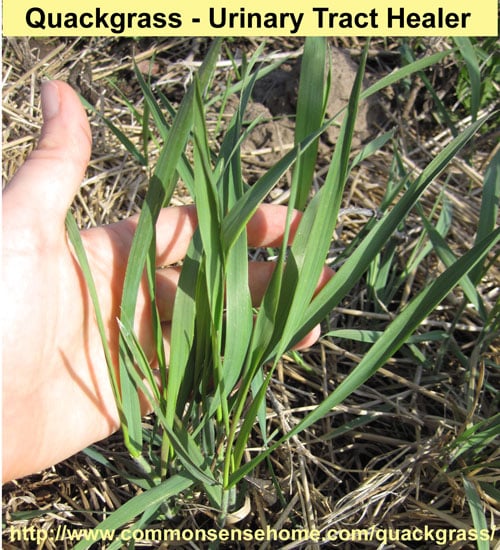 Quackgrass - Weekly Weeder #41 @ Common Sense Homesteading Quackgrass - Weekly Weeder #41 @ Common Sense Homesteading
